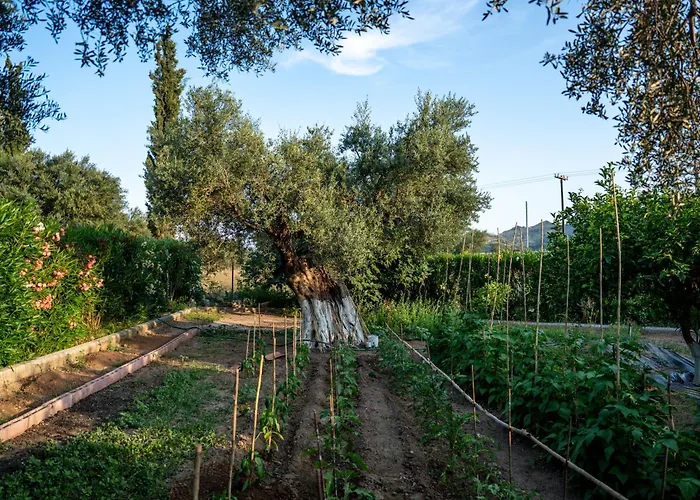 Georgias Paradise And Garden Lejlighed Kamares (Achaia)